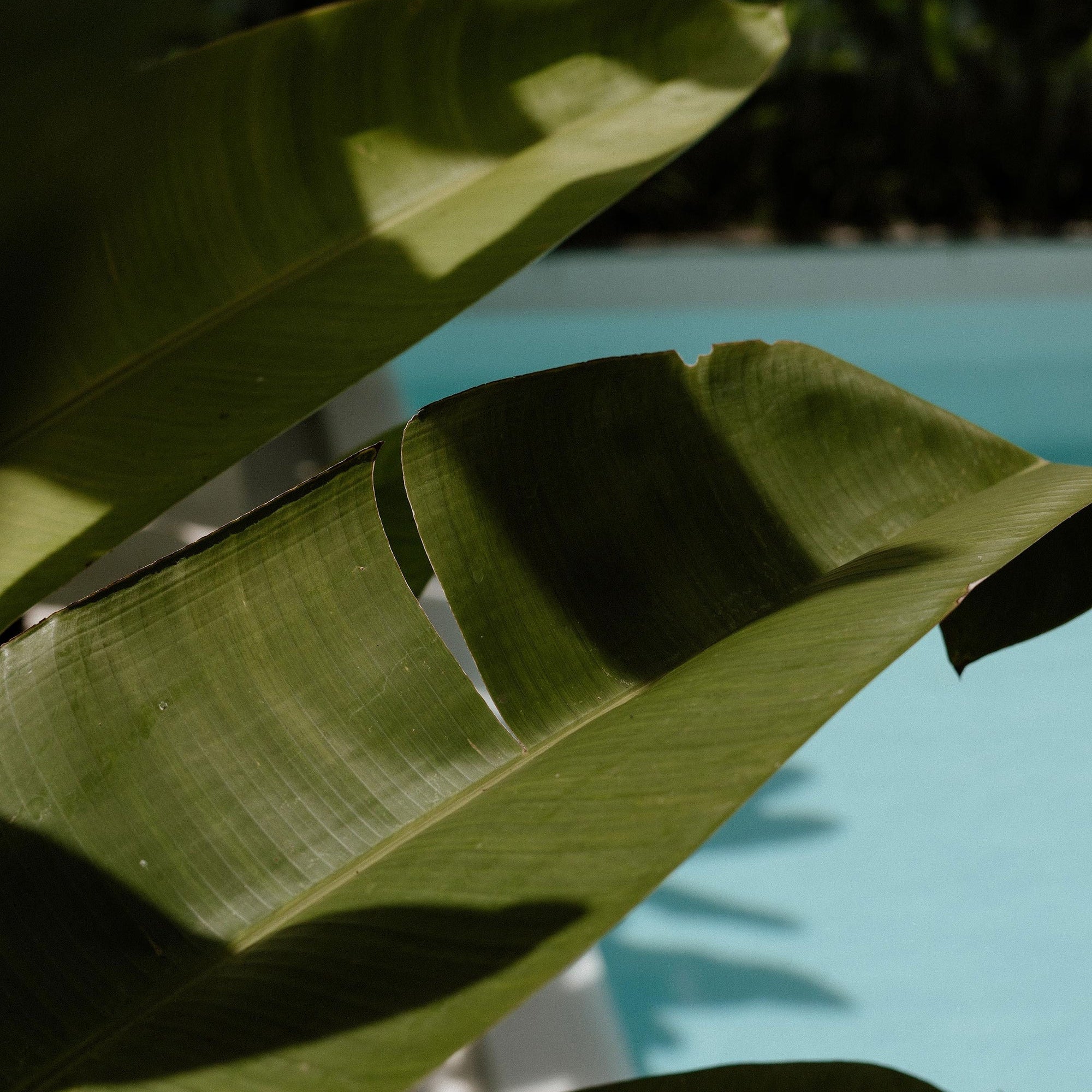 Banana leaves in front of a turquoise pool