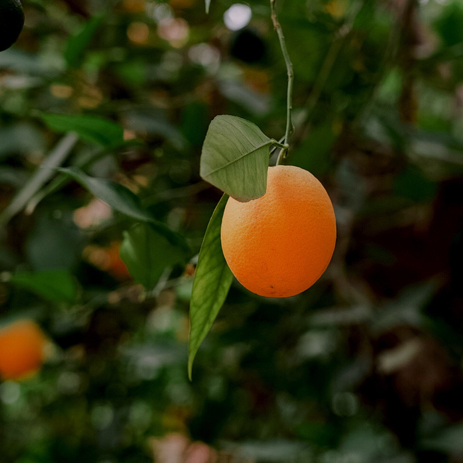 Ripe orange hanging on a tree