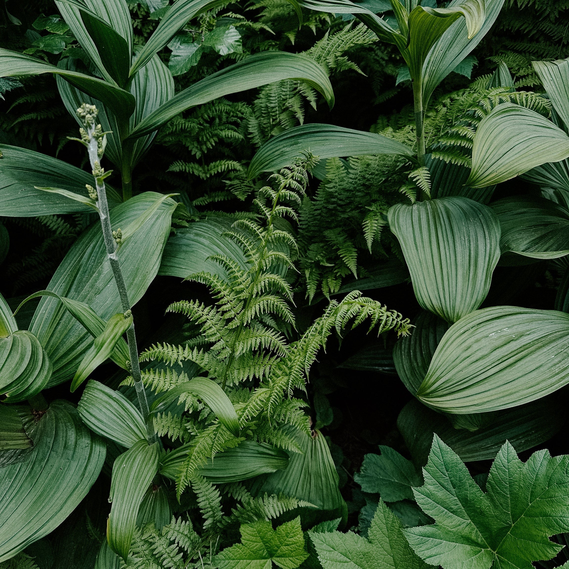 Lush green leafy plants, symbolizing natural gut health balance