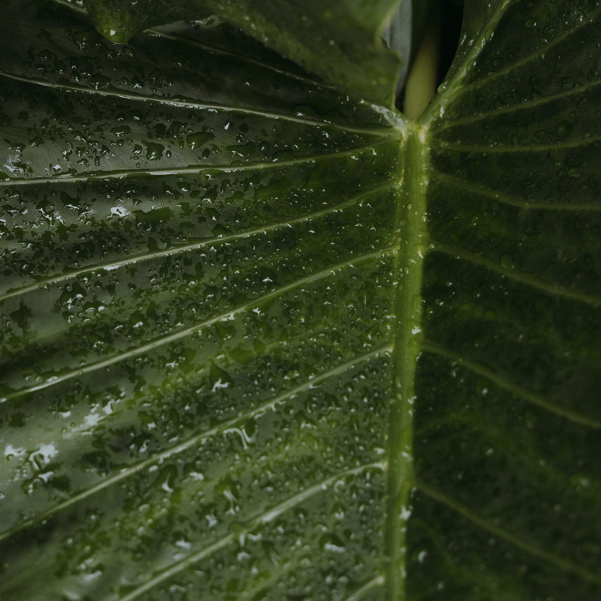 Close-up of a large green leaf with water droplets