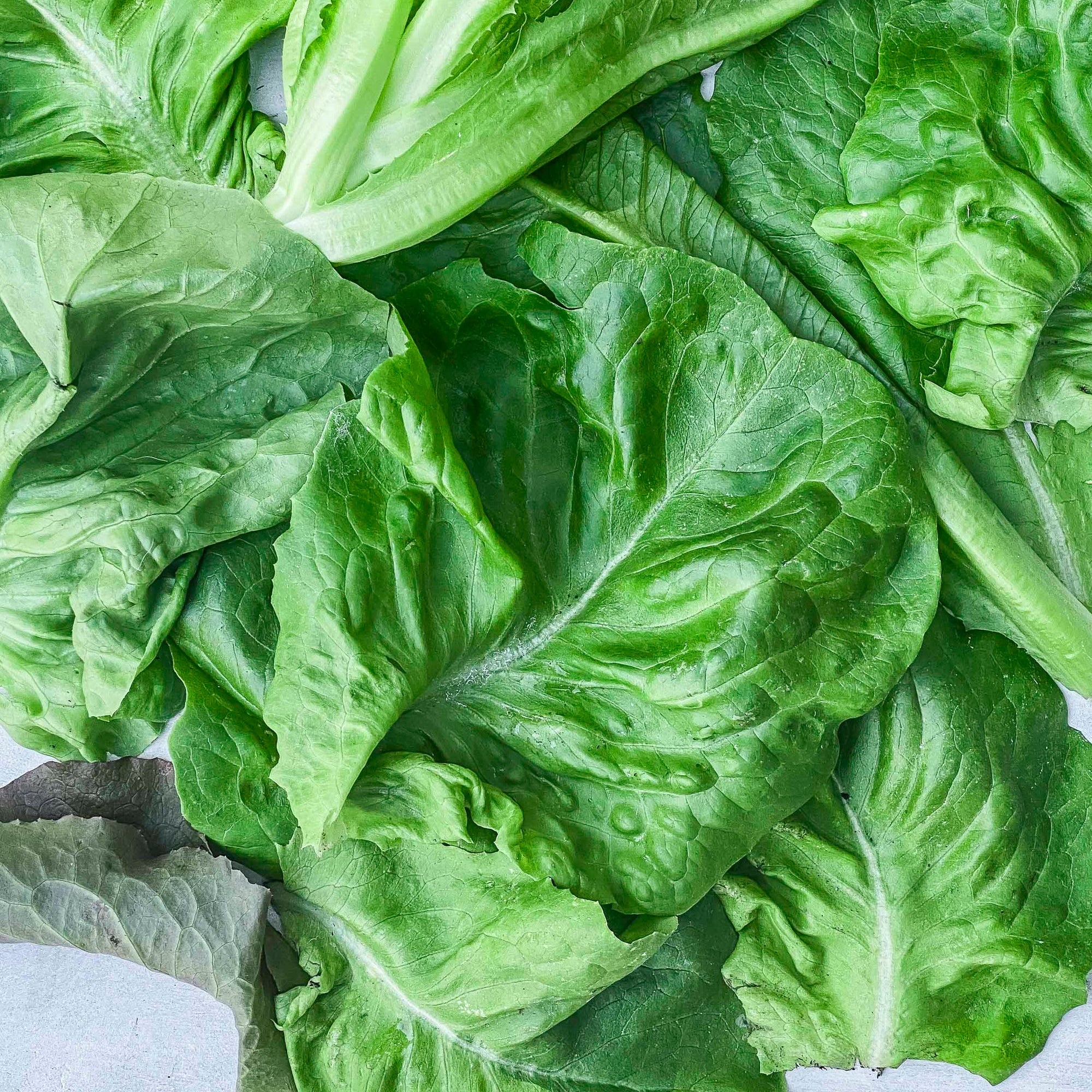 Fresh romaine lettuce leaves