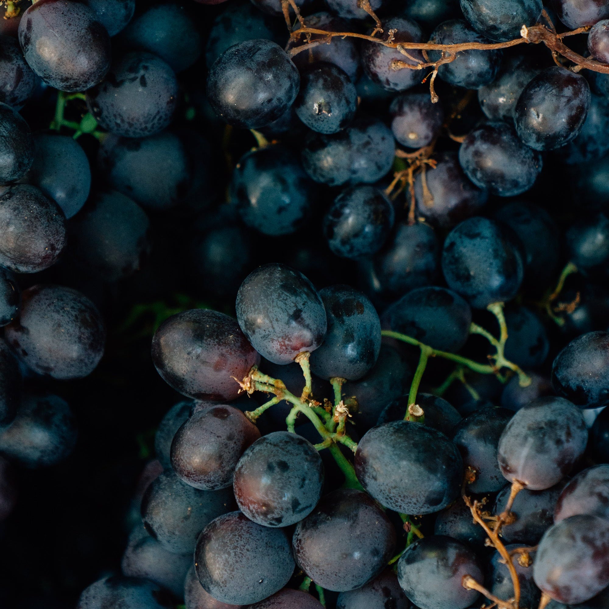 Cluster of dark grapes, a natural prebiotic fiber source