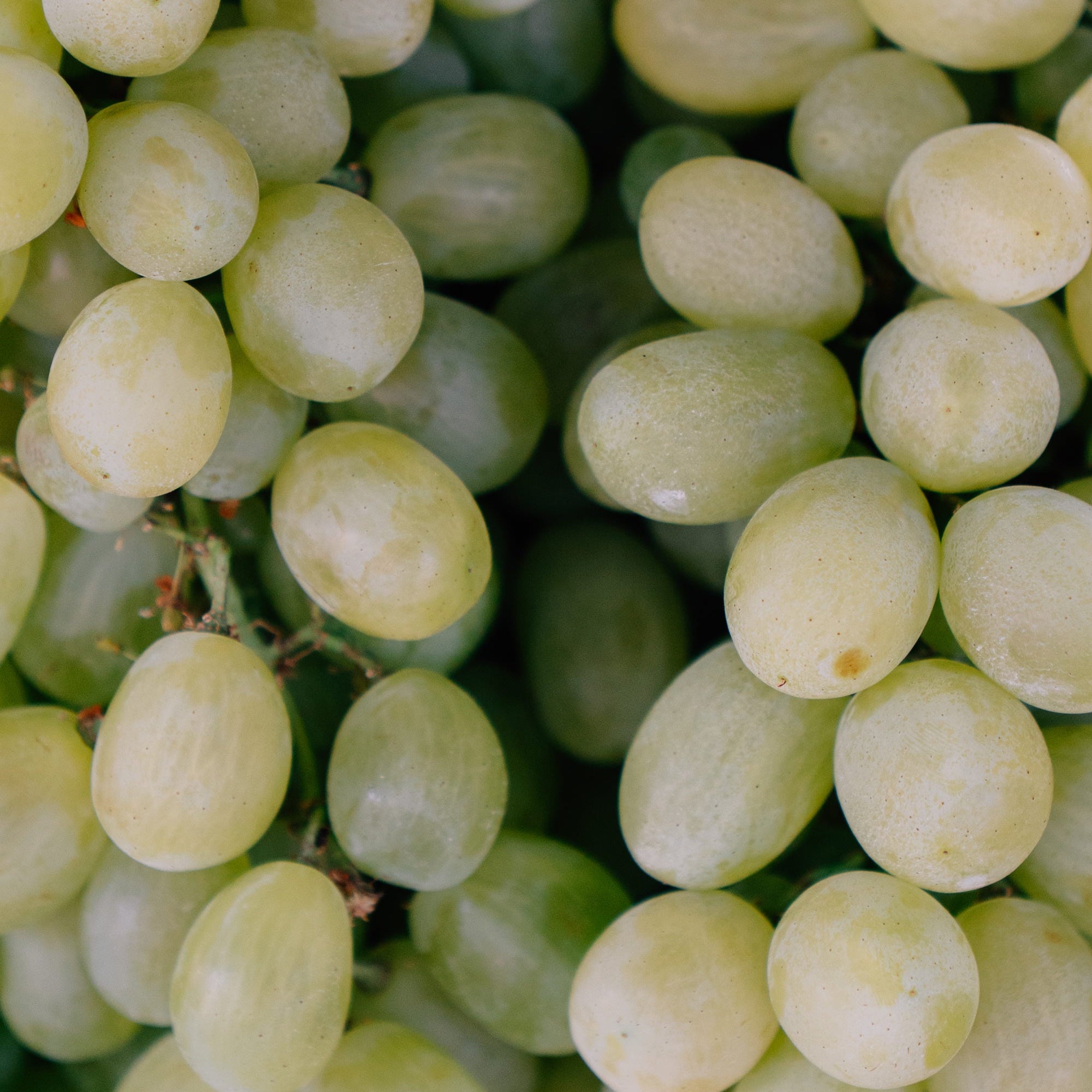 Bunches of green grapes