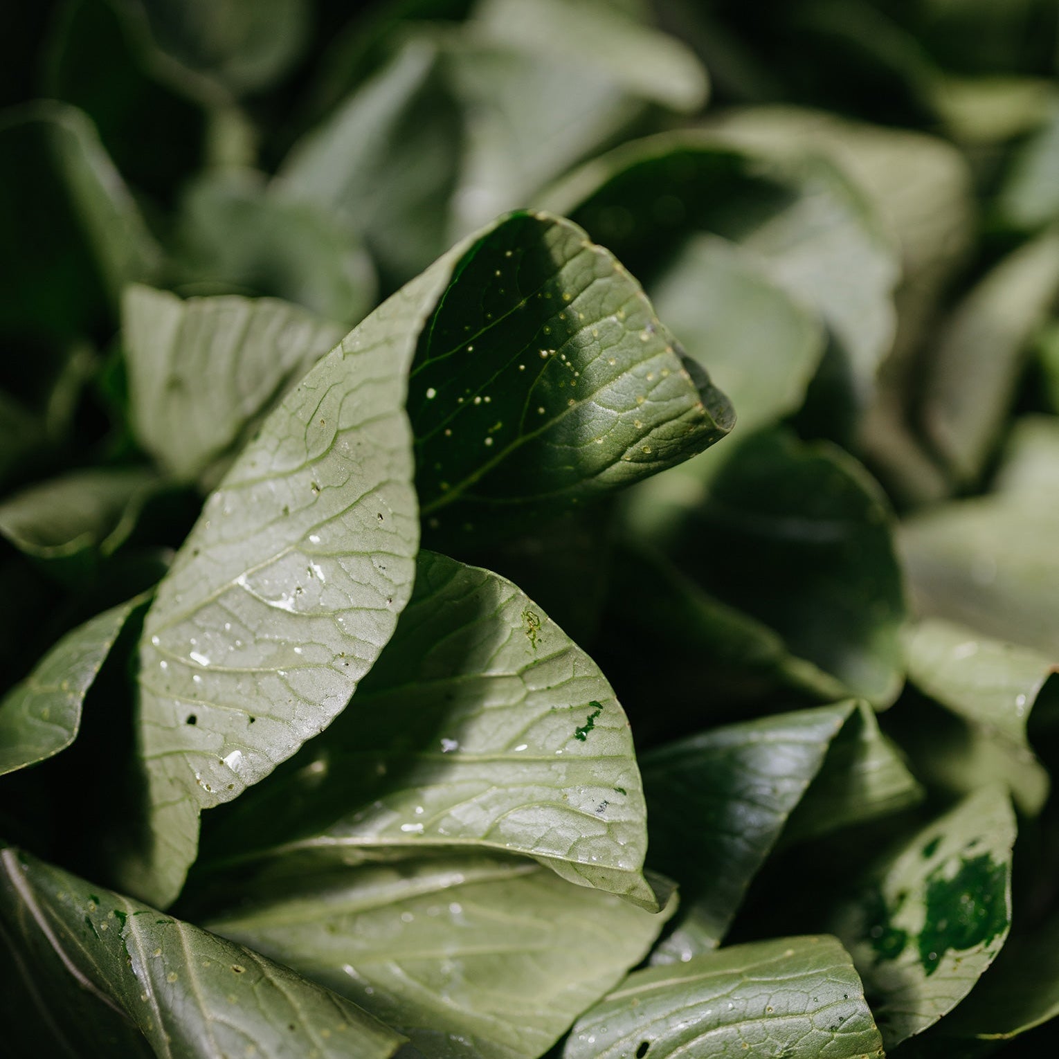 Fresh dark leafy greens with water droplets